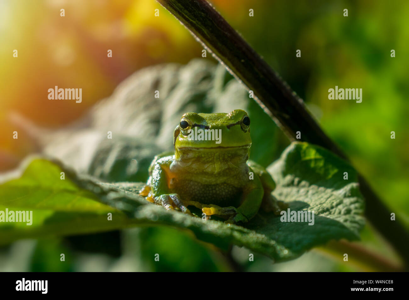 Green Tree Frog auf Klette Blatt, Vorderansicht Stockfoto