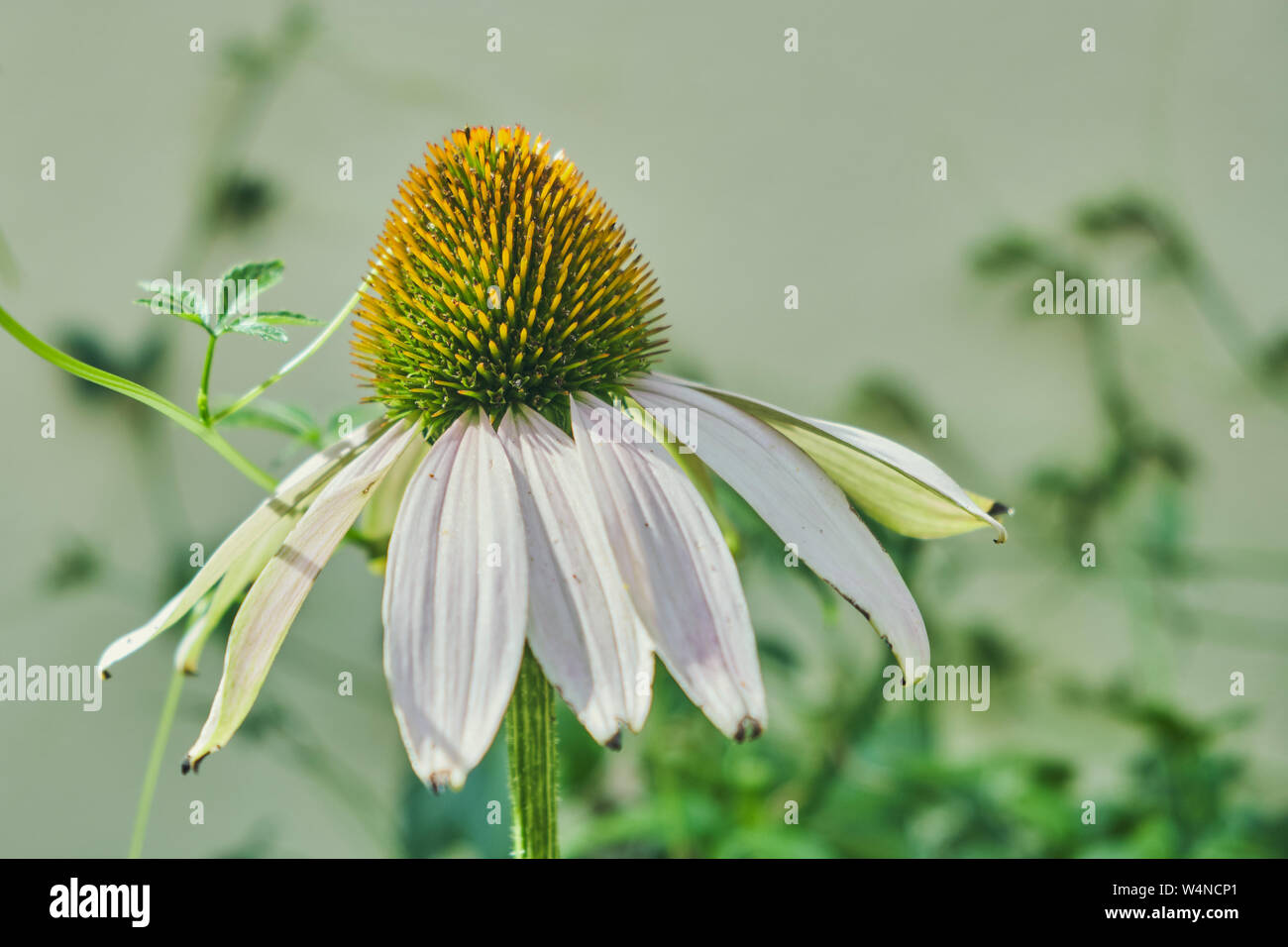 Nahaufnahme der weißen Echinacea purpurea Blume Stockfoto