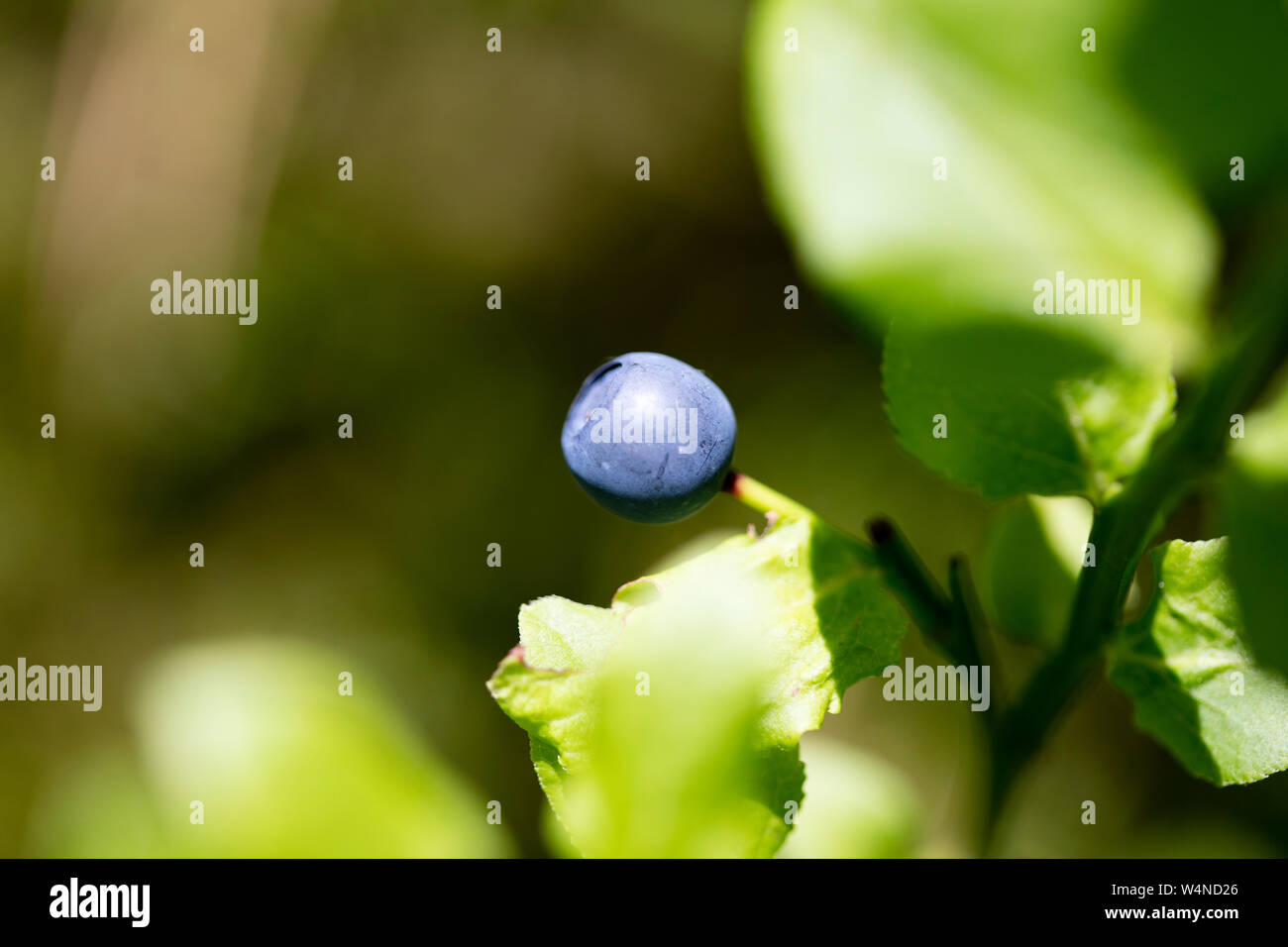 Wilden Waldfrüchten botanische Identität Makro Hintergrund Fine Art Drucke in hoher Qualität Produkte 50 Megapixel Vaccinium myrtillus Familie Ericaceae Stockfoto