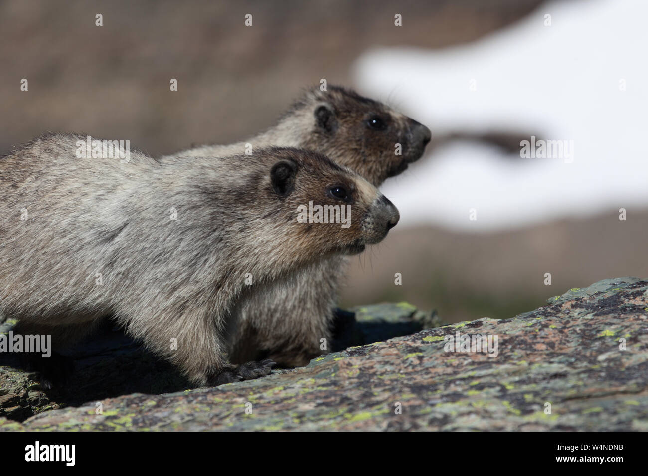 Juvenile graue Murmeltier (Marmota caligata) in alpine Umwelt, nördlichen Montana, USA Stockfoto