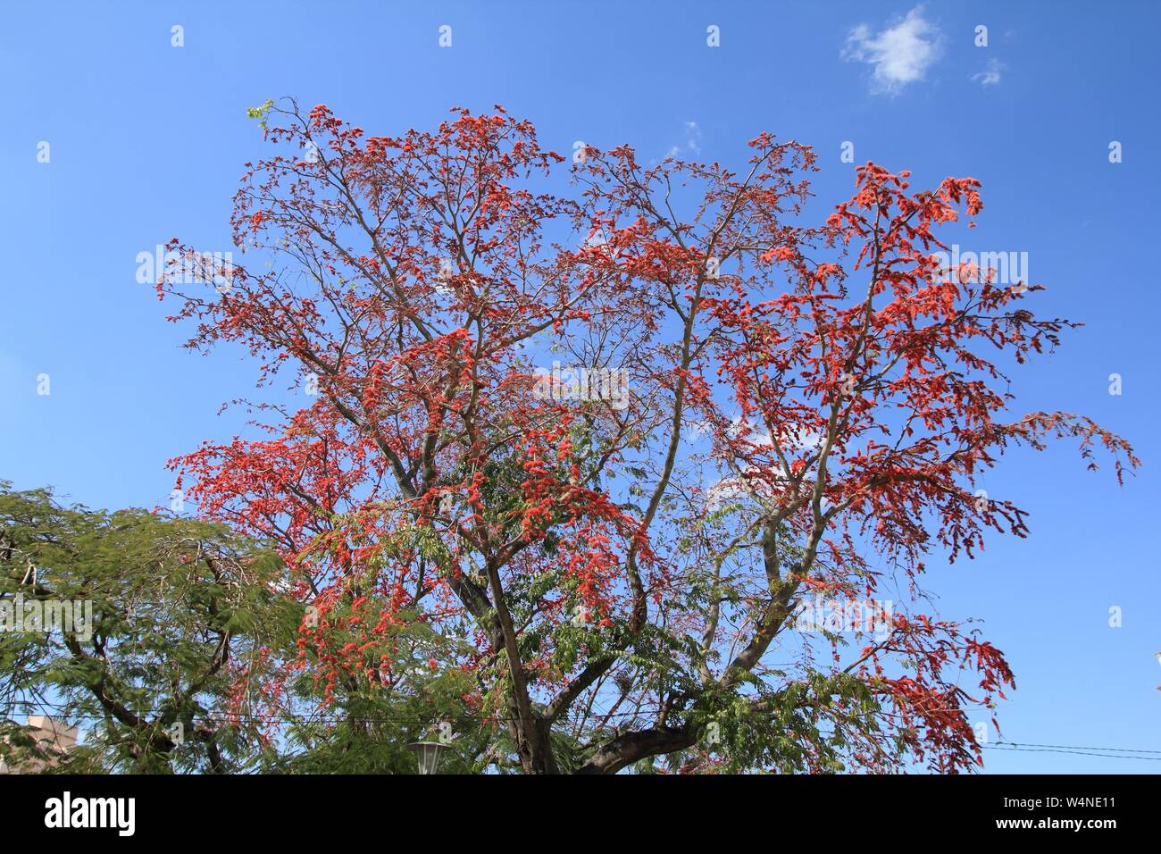 Royal Poinciana auch bekannt als flamboyant Tree (Latein: delonix Regia). Rot blühenden Baum in Kuba. Stockfoto