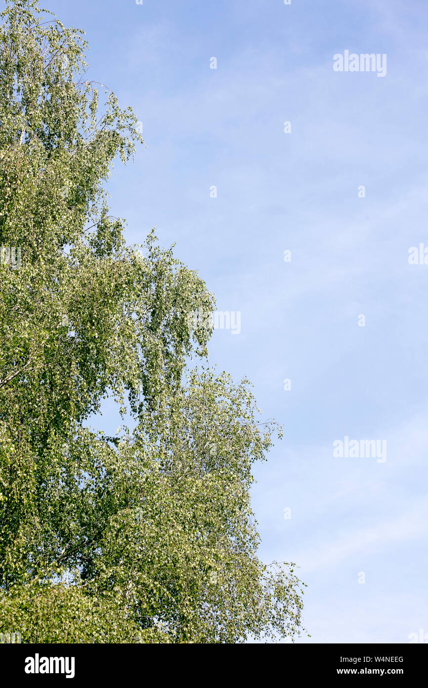 Bäume, die in den wilden Wald See Brombachsee Hintergrund Fine Art Drucke in hoher Qualität Produkte 50 Megapixel Langlau Stockfoto