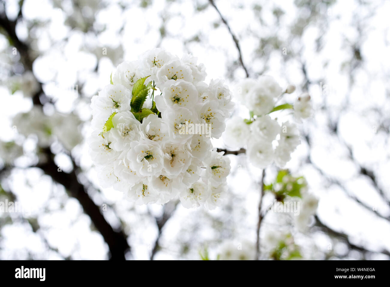 Cherry Blossom Stockfoto