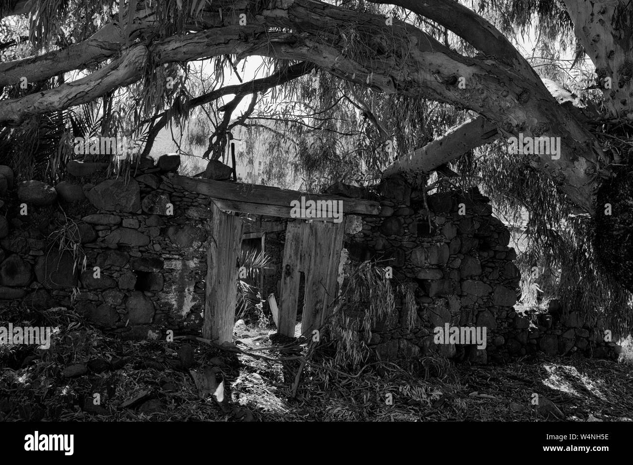 Verlassenen, verfallenen Gebäude, fast vollständig verdeckt von Bäumen, Pafos, Zypern. Schwarz und Weiss Stockfoto
