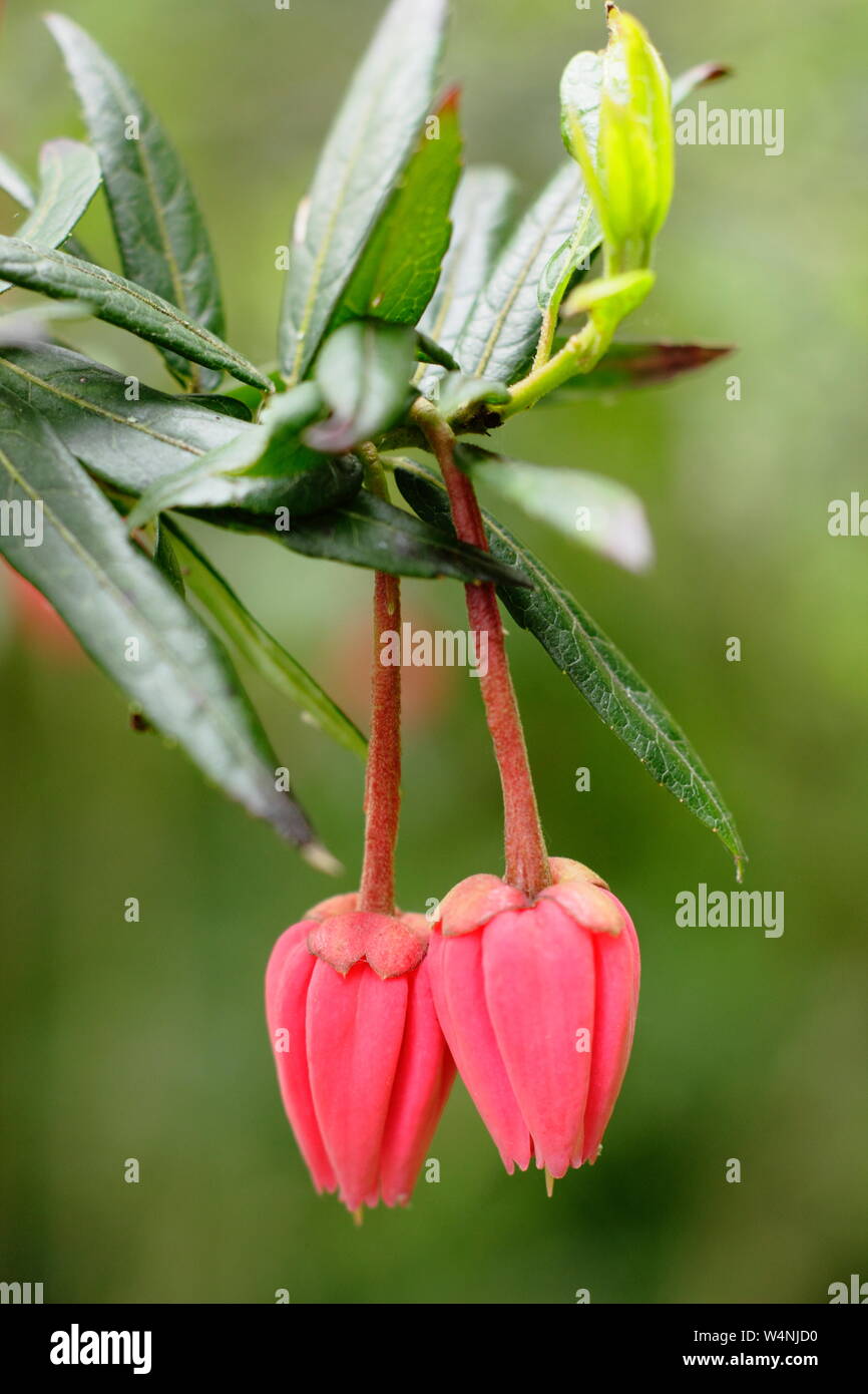 Crinodendron hookerianum. Blumen der Chile Laterne Baum im Frühsommer. Großbritannien Stockfoto