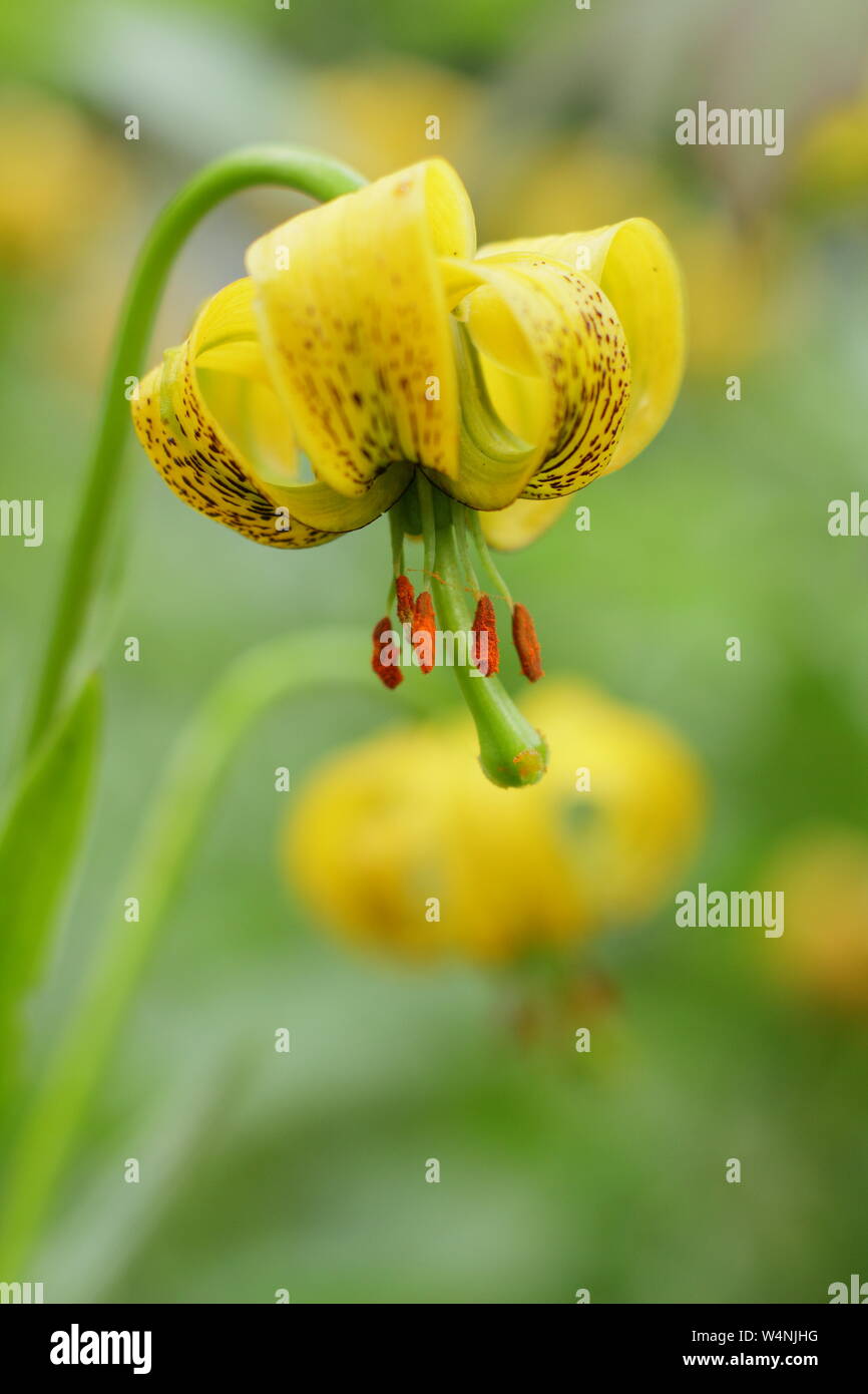 Lilium pyrenaicum. Der gelbe Turk cap Lily - auch als Martagon Lily - Blüte im Frühsommer. Großbritannien Stockfoto