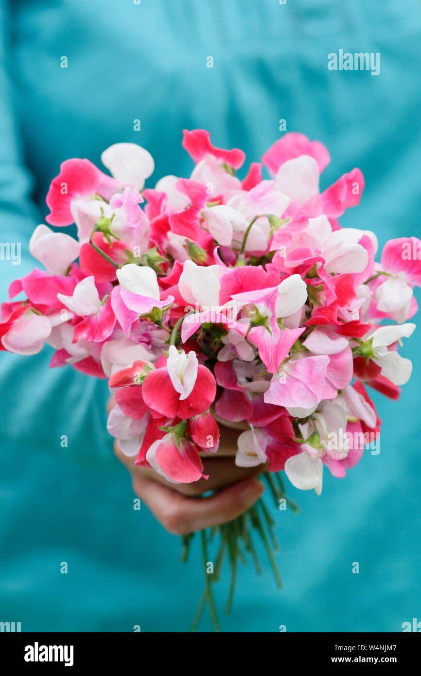 Lathyrus Odoratus "Painted Lady'. Bündel frisch gepflückte Zuckererbsen im Sommer. Großbritannien Stockfoto