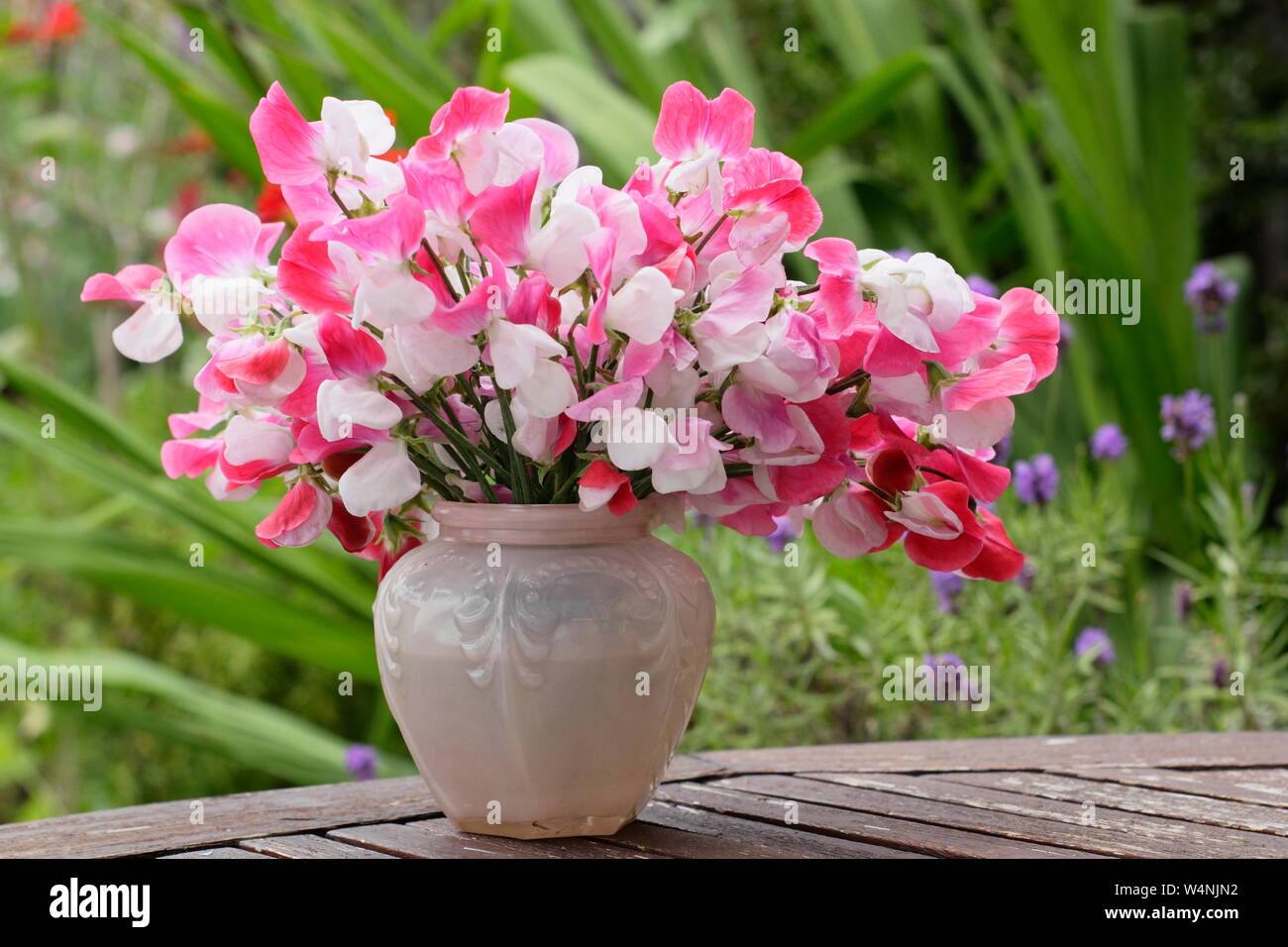 Lathyrus Odoratus "Painted Lady'. Bündel von frisch geschnittenen Hausgewachsene süssen Erbsen in einer Vase auf einen hölzernen Tisch in Großbritannien Sommer Garten Stockfoto