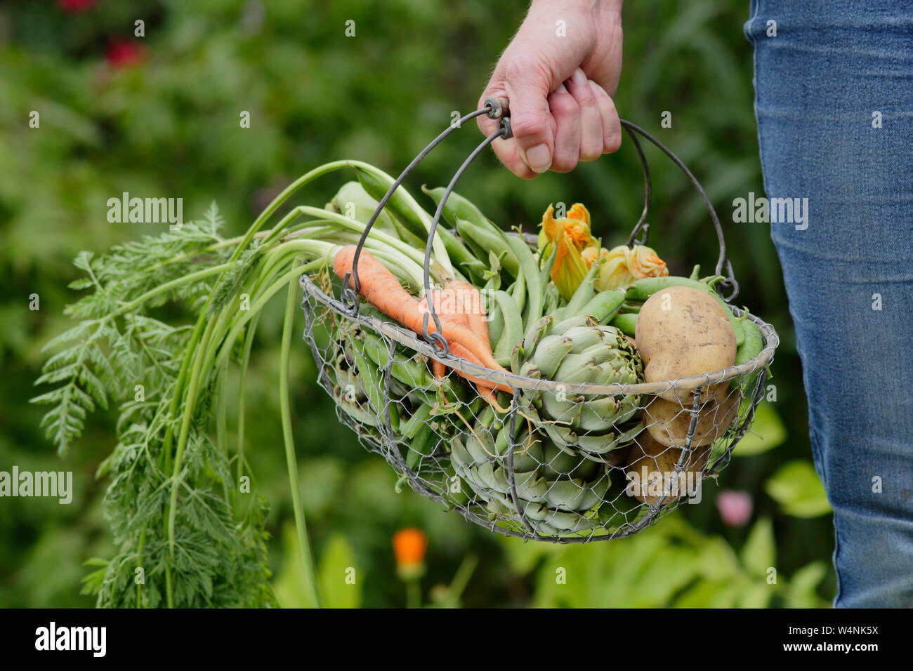 Frau, die Gemüse aus eigenem Anbau in einem Korb trägt - „Marfona“-Kartoffeln, Artischocken, Karotten, Erbsen, Bohnen. VEREINIGTES KÖNIGREICH Stockfoto