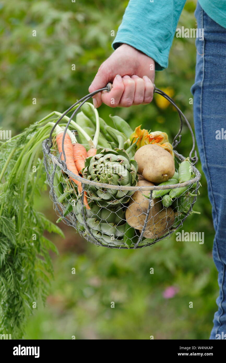 Frau, die Gemüse aus eigenem Anbau in einem Korb trägt - „Marfona“-Kartoffeln, Artischocken, Karotten, Erbsen, Bohnen. VEREINIGTES KÖNIGREICH Stockfoto