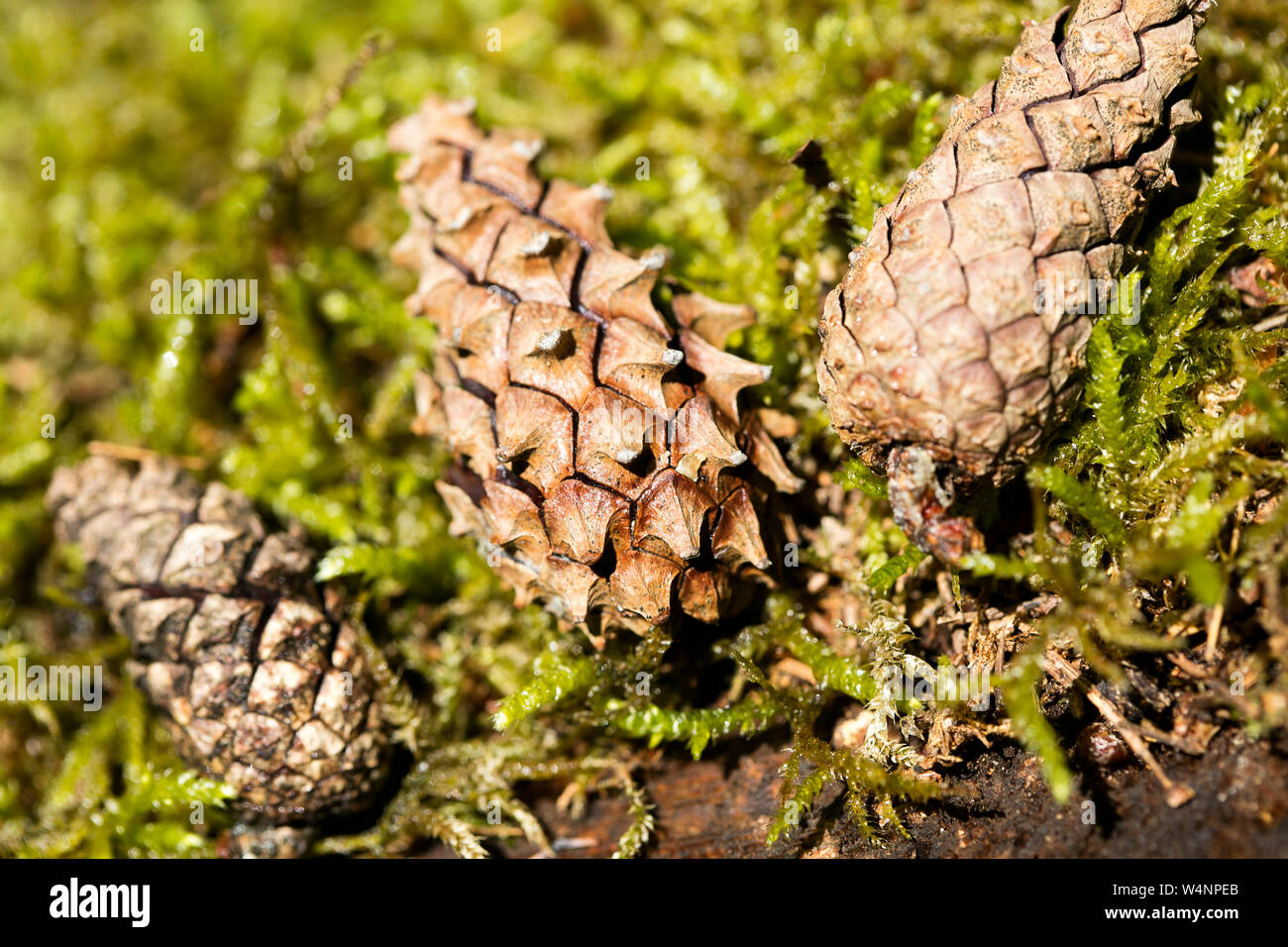 Wilde Früchte Pinus Makro Hintergrund Fine Art Drucke in hoher Qualität Produkte 50 Megapixel Stockfoto