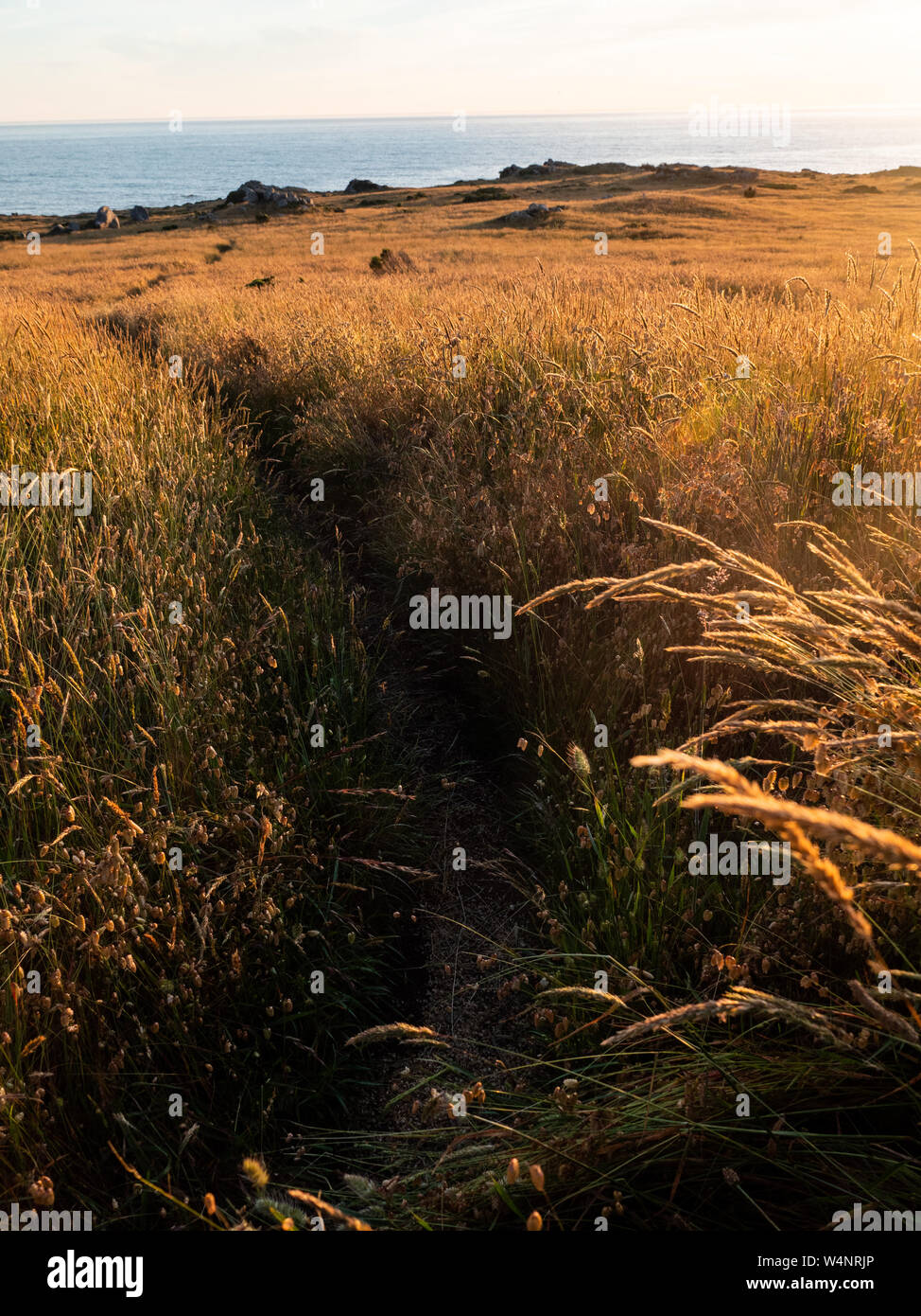 Goldenen Feld auf Küsten Bluff mit Ozean Stockfoto