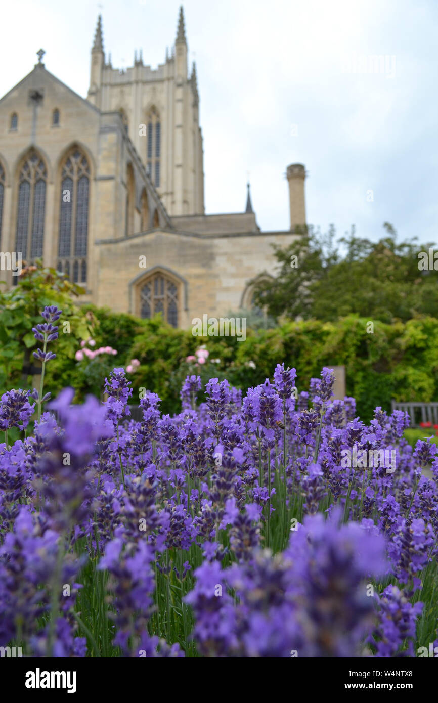 Lavandula (Lavendel}, Tiefenschärfe, Abbey Gardens, Bury St. Edmunds, Suffolk, Vereinigtes Königreich Stockfoto