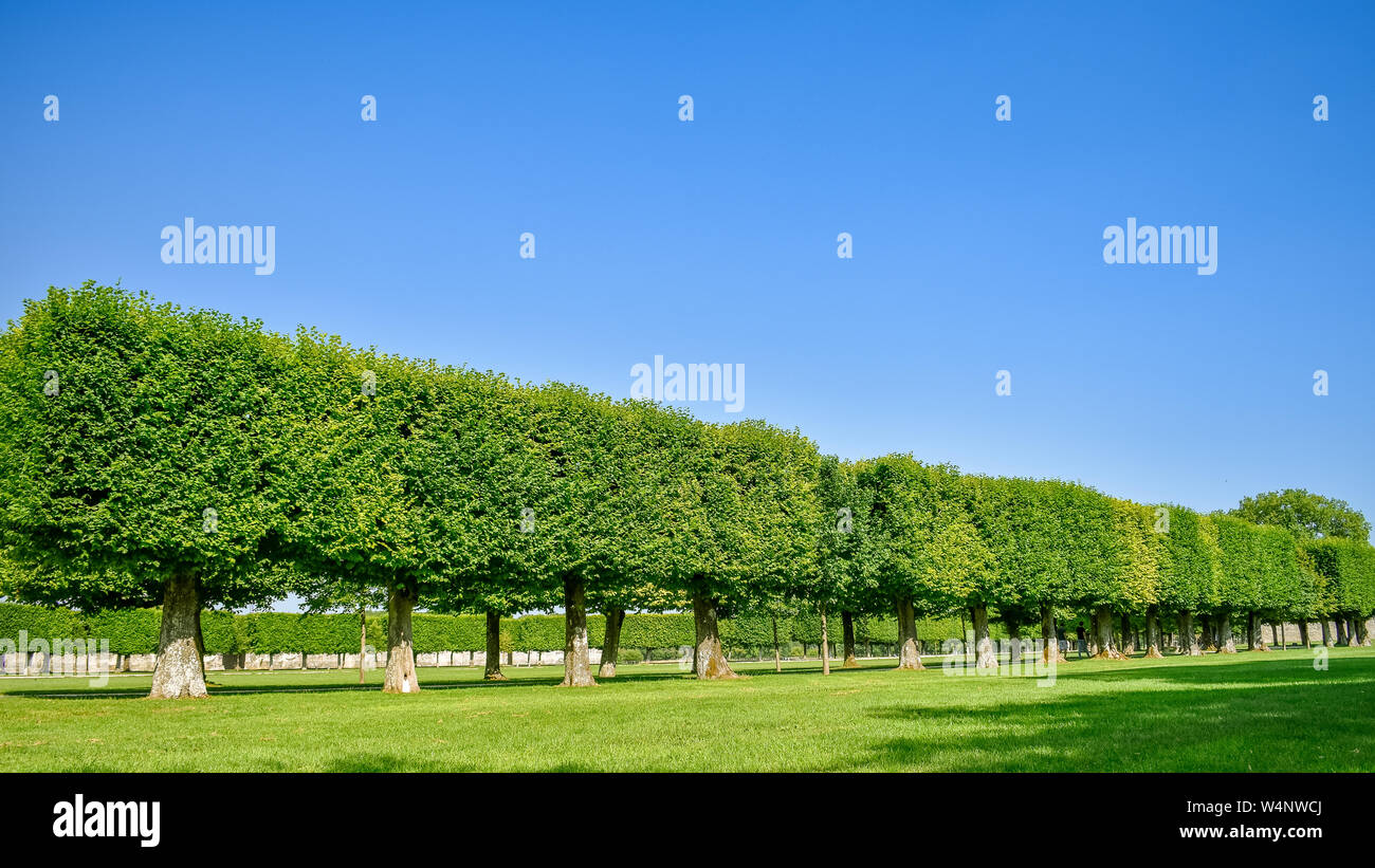 Cube Bäume Garten in einem Park, in einer sonnigen blauen Himmel. Stockfoto