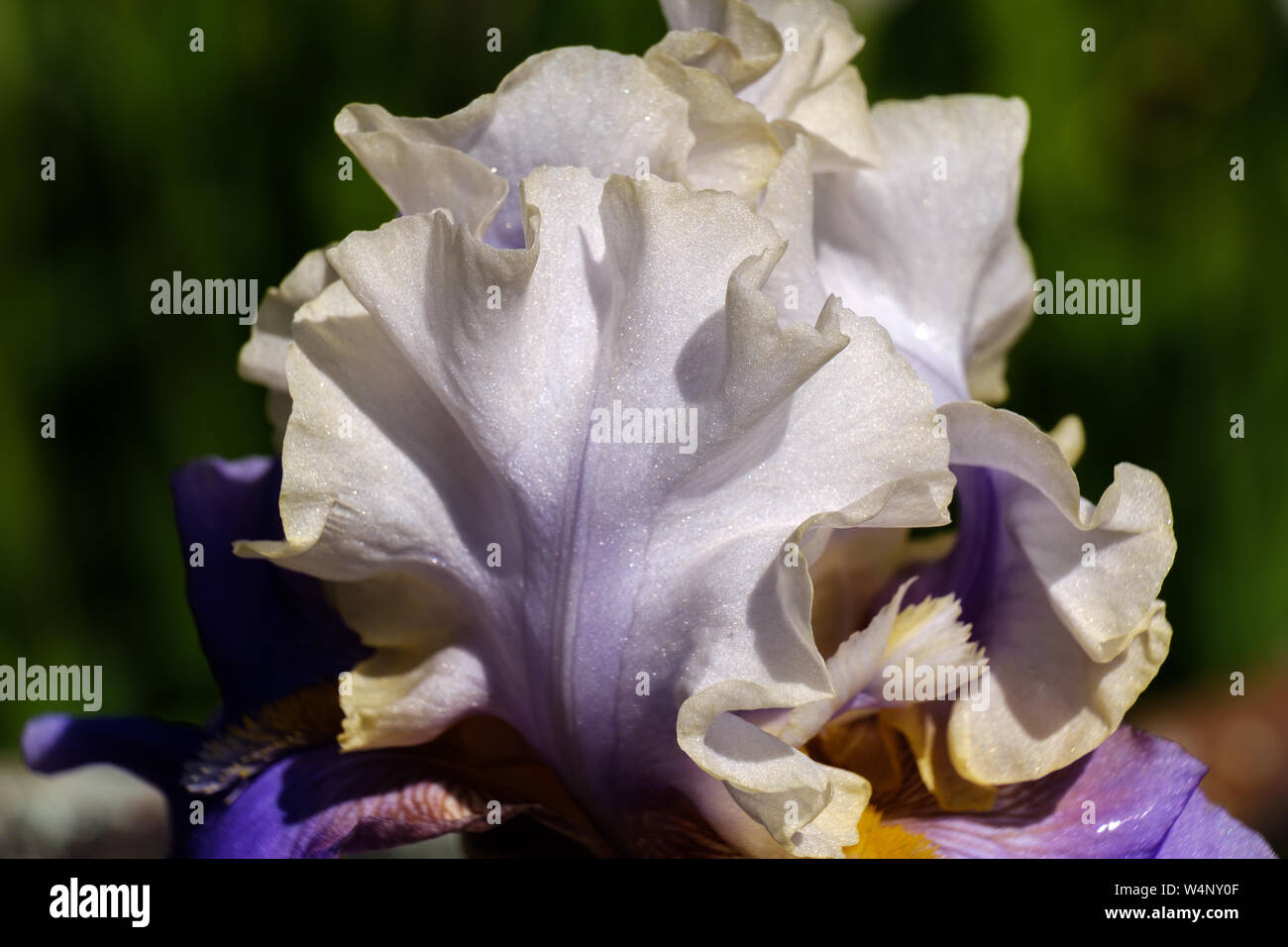 In der Nähe von weißen Blütenblätter einer Blume bärtigen Iris Wabash grade, Seitenansicht. Stockfoto