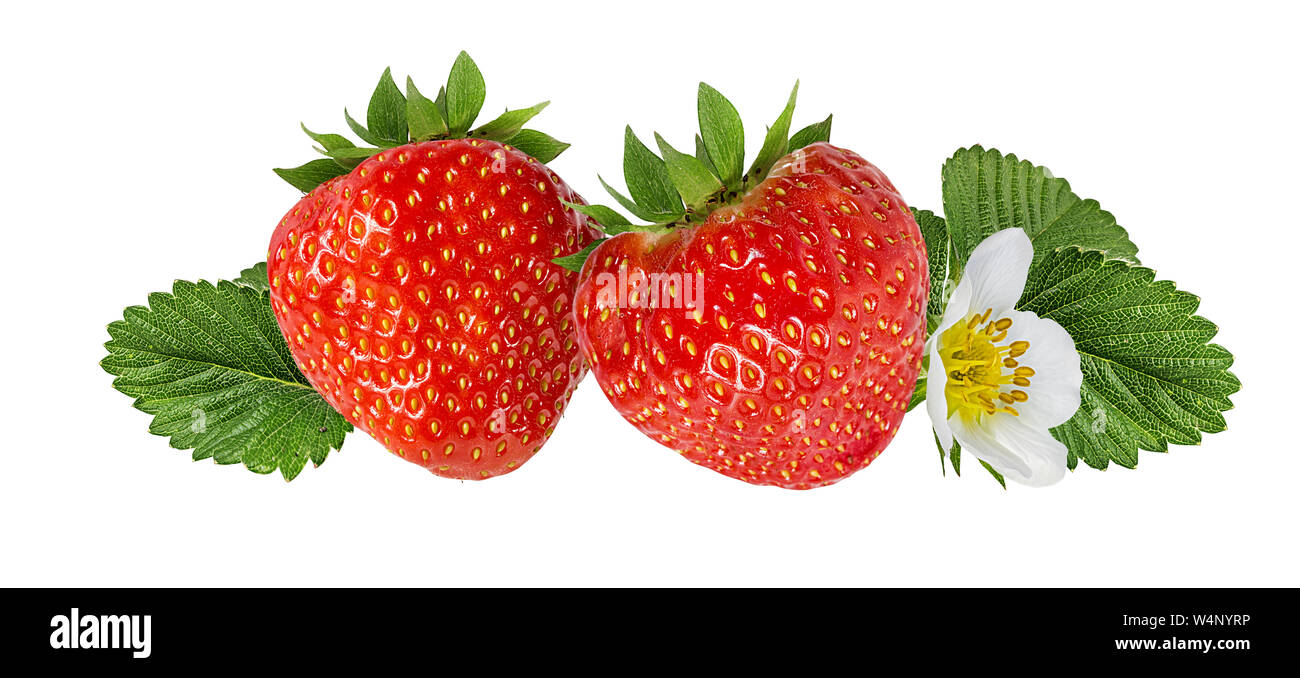 Erdbeere auf dem weißen Hintergrund isoliert Stockfoto