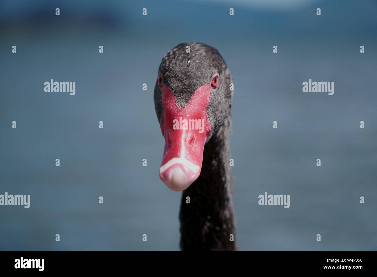 Black Swan oder Cygnus atratus mit rotem Schnabel und bokeh Blue Lake Hintergrund Stockfoto