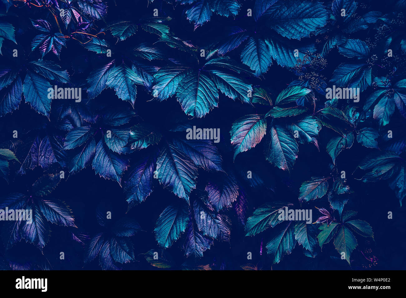 Natürliche kreative Hintergrund in der kreativen fluoreszierende Farbe mit natürlichen Textur der mädchenhafte Trauben Blätter. Flach in trandy Neon farbe. Natur Konzept Stockfoto