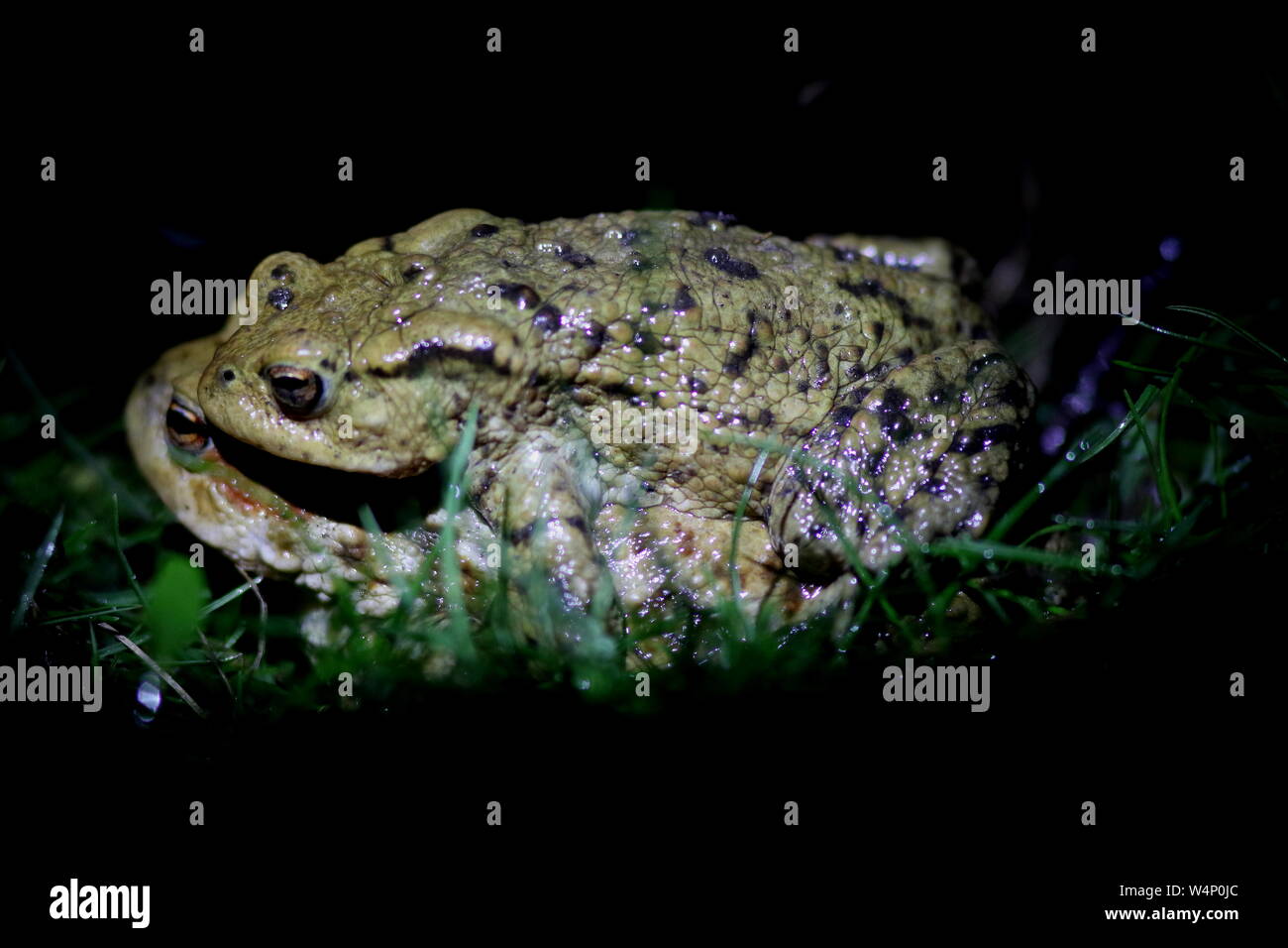Erdkröten in diesem Frühling passende Körperhaltung während der Brutzeit verriegelt, diese warty Amphibien sind eine britische Nacht Tier Stockfoto