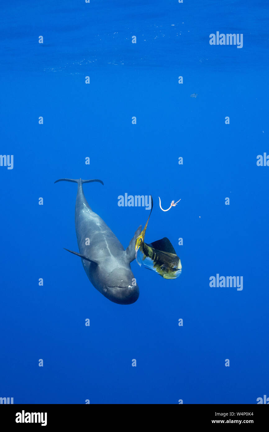 Pseudorca Stockfotos und bilder Kaufen Alamy