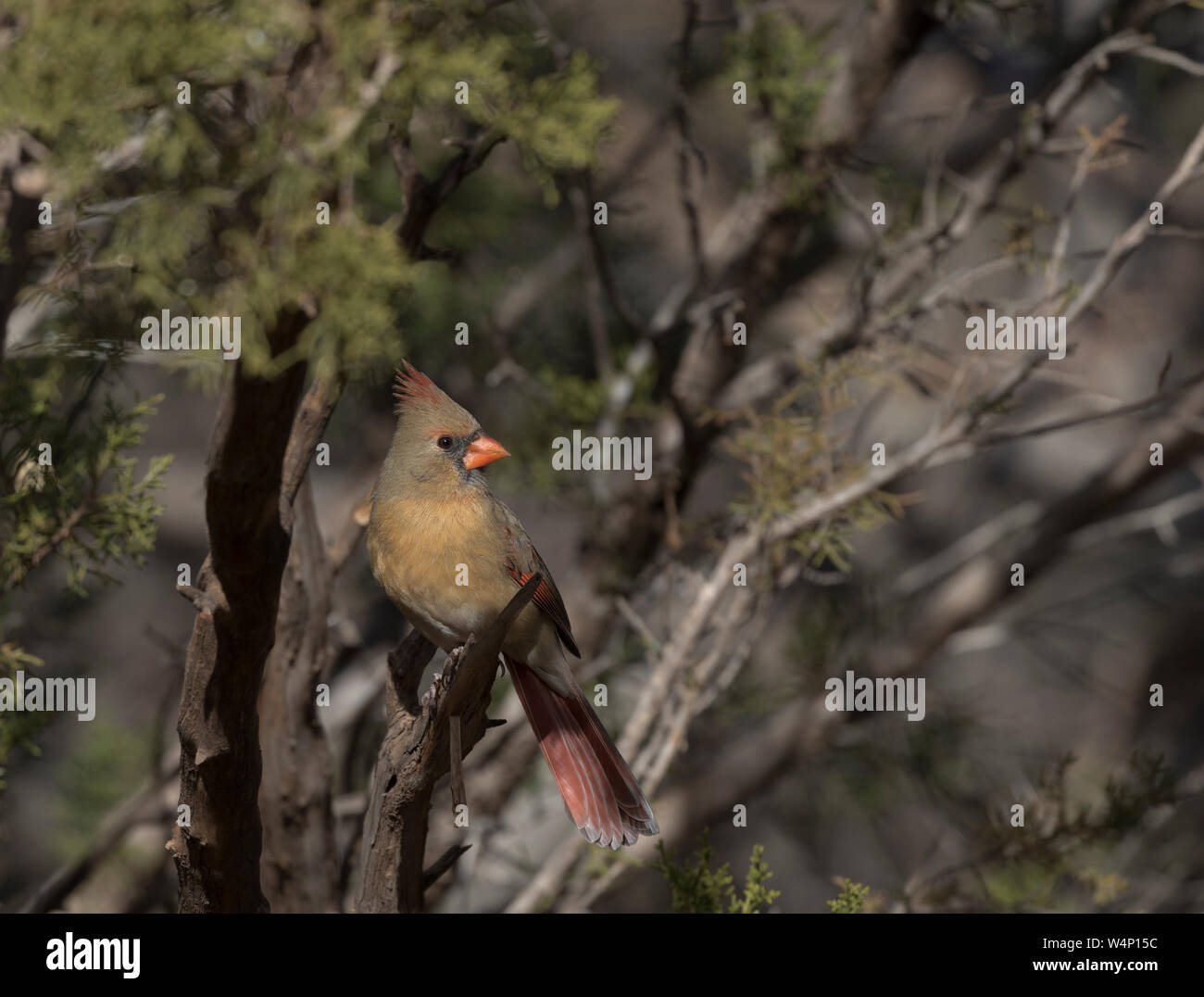 Zarte Schönheit in der subtilen Schattierungen der Farbe im Gefieder der weiblichen Kardinal. Die Lage ist Palo Duro State Park in Texas im Dezember. Stockfoto