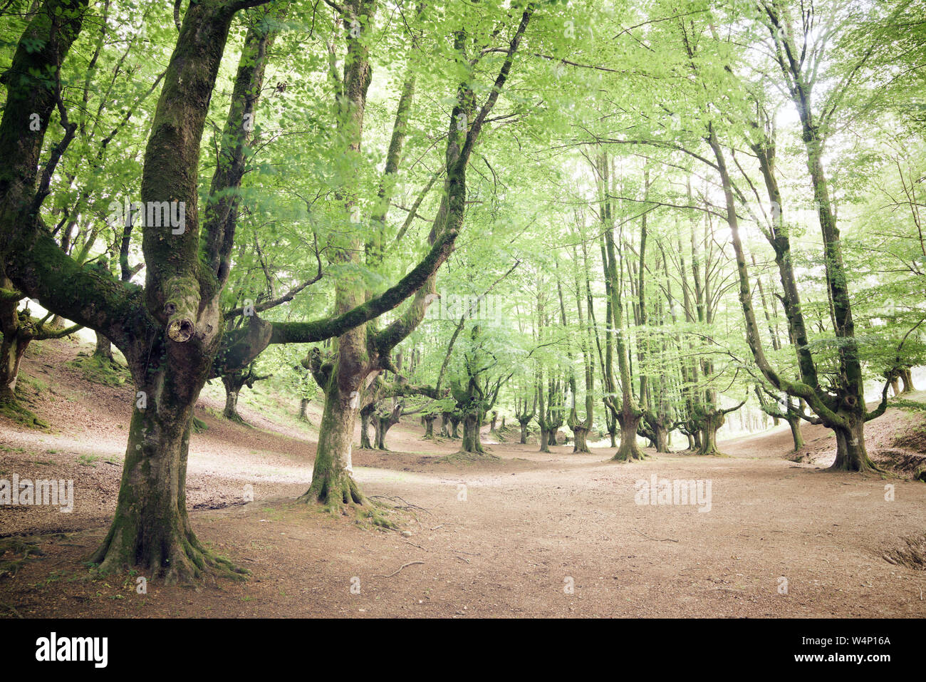Otzarreta Buchenwälder in Spanien. Stockfoto