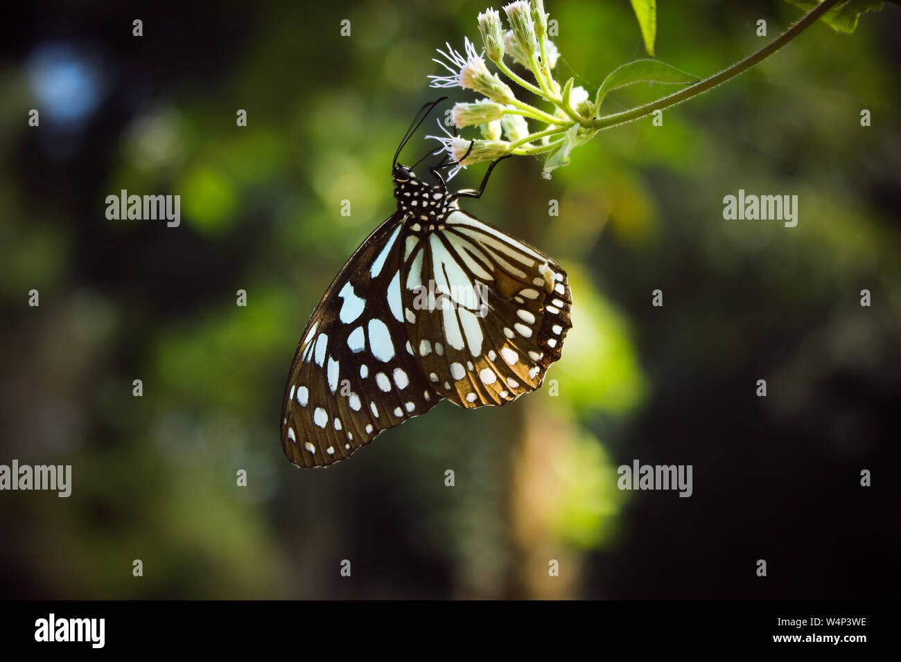 Ein blassblauer Tiger Schmetterling, Tirumala Limniace, Schmetterling, der Nektar auf weißer Blume mit natürlichem grünen Hintergrund sucht, gemustert blau wunderschön Stockfoto