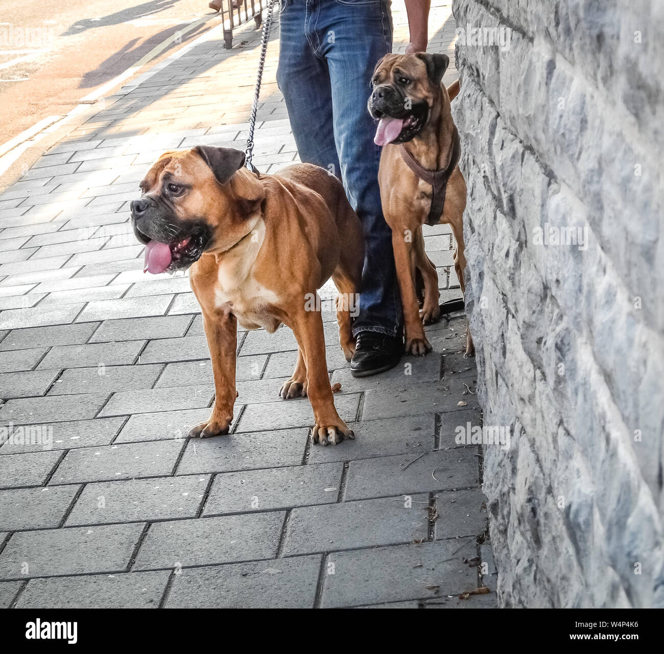 Zwei englische Mastiff-Hunde an der Leine in der Stadt Edinburgh, Großbritannien Stockfoto