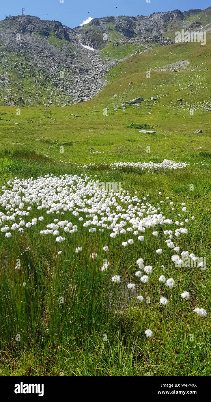 Wollgras Eriophorum, Wiese mit in den Schweizer Alpen, Schweiz Stockfoto