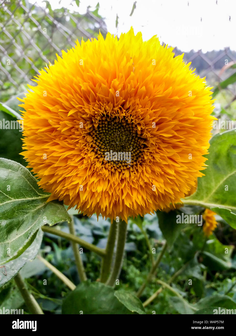 Asteraceae, Sonnenblumen Stockfoto