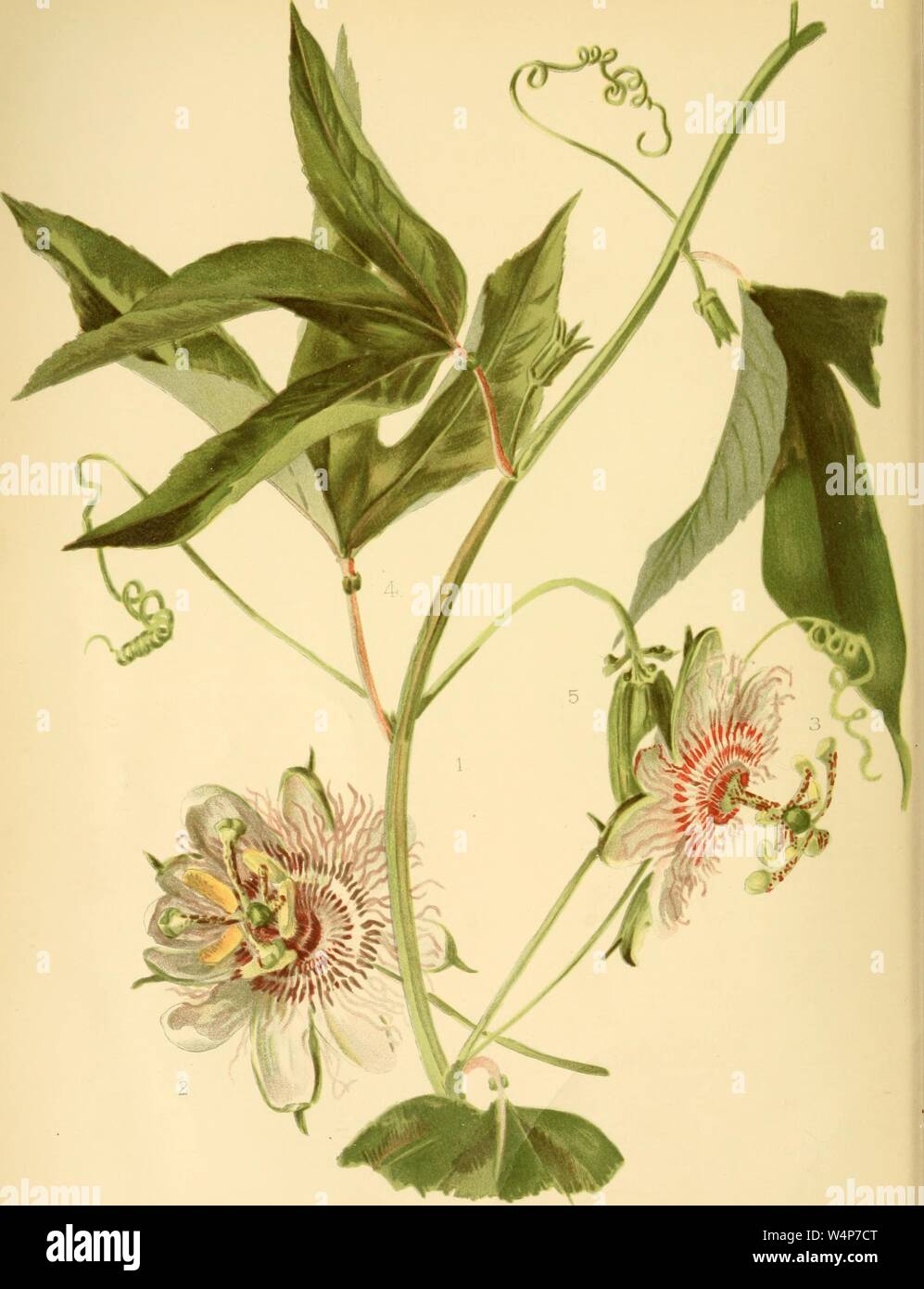 Eingravierte Zeichnung der amerikanischen Passionsblume (Passiflora incarnata), aus dem Buch "eehan die monatlichen' von Thomas Meehan, 1899. Mit freundlicher Genehmigung Internet Archive. () Stockfoto