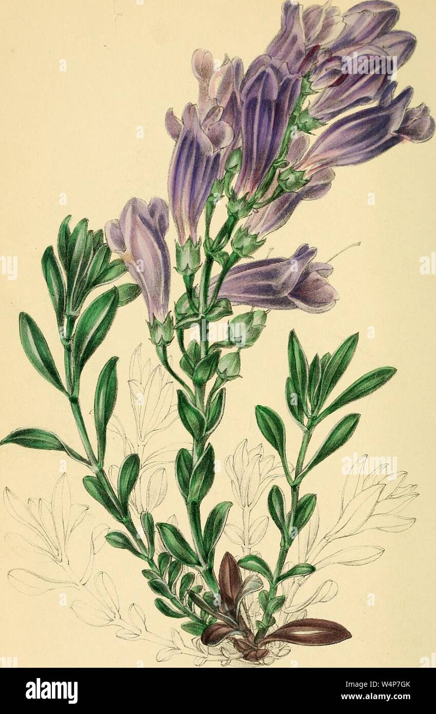 Eingravierte Zeichnung der Dicke-leaved Pentstemon (Pentstemon crassifolius), aus dem Buch "paxton's Magazine der Botanik' von Sir Joseph Paxton, 1842. Mit freundlicher Genehmigung Internet Archive. () Stockfoto