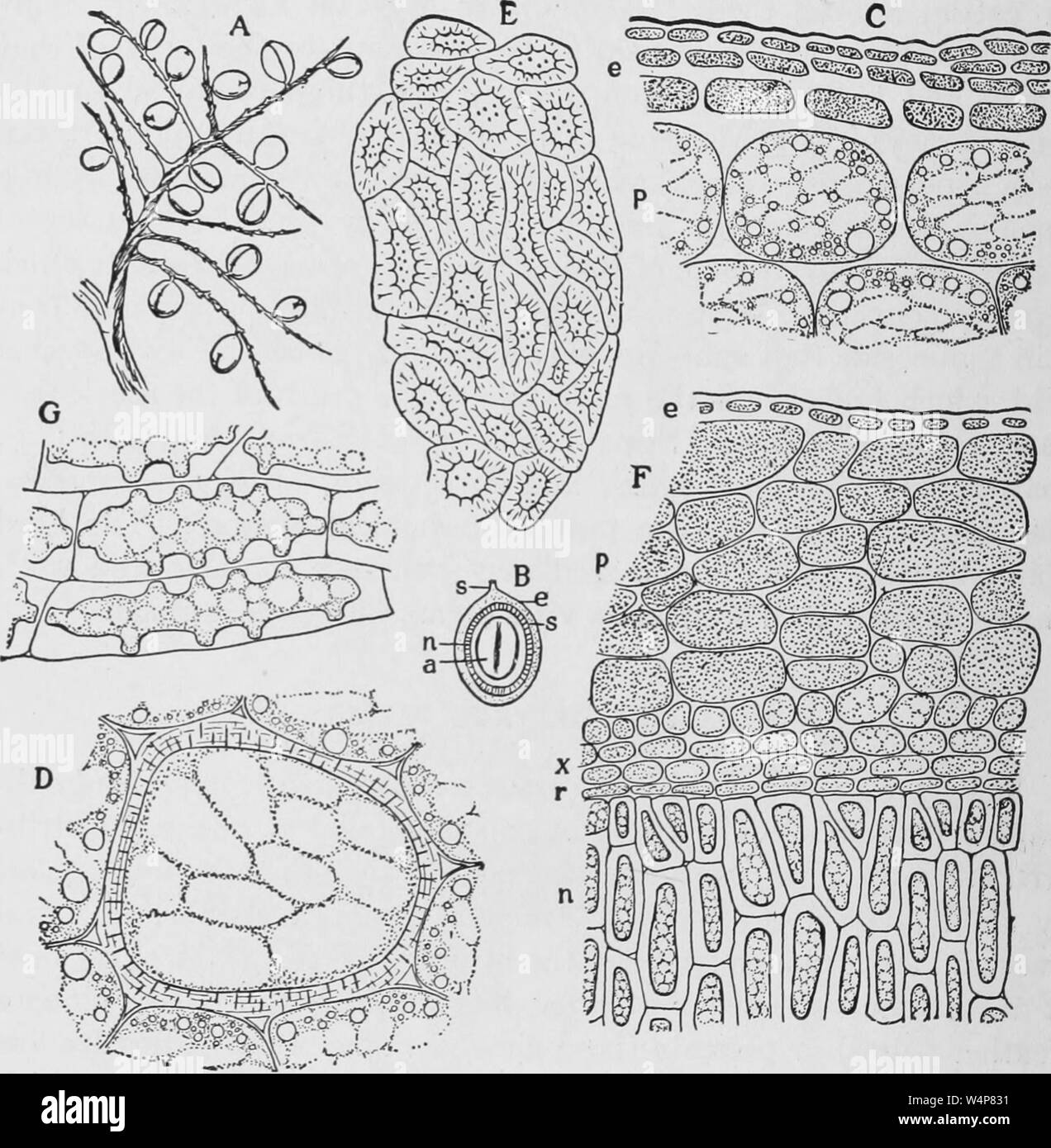 Gravierte Darstellung der Sägepalme (Serenoa Serrulata), eine kleine Palme Pflanze, aus der das Buch wissenschaftliche und angewandte Pharmakognosie" von Heinrich Kraemer, 1920. Mit freundlicher Genehmigung Internet Archive. () Stockfoto