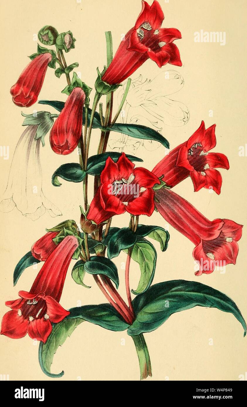 Eingravierte Zeichnung der Enzian - wie Pentstemon (Pentstemon Austriaca), aus dem Buch "paxton's Magazine der Botanik' von Sir Joseph Paxton, 1842. Mit freundlicher Genehmigung Internet Archive. () Stockfoto