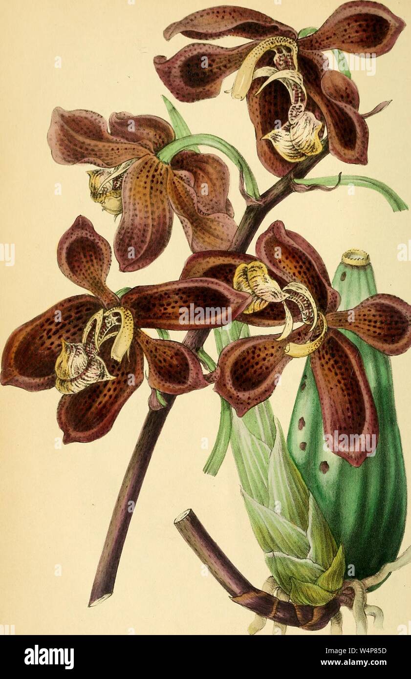 Eingravierte Zeichnung des Herrn Brocklehurst (Houlletia brocklehurstiana Houlletia), aus dem Buch "paxton's Magazine der Botanik' von Sir Joseph Paxton, 1842. Mit freundlicher Genehmigung Internet Archive. () Stockfoto