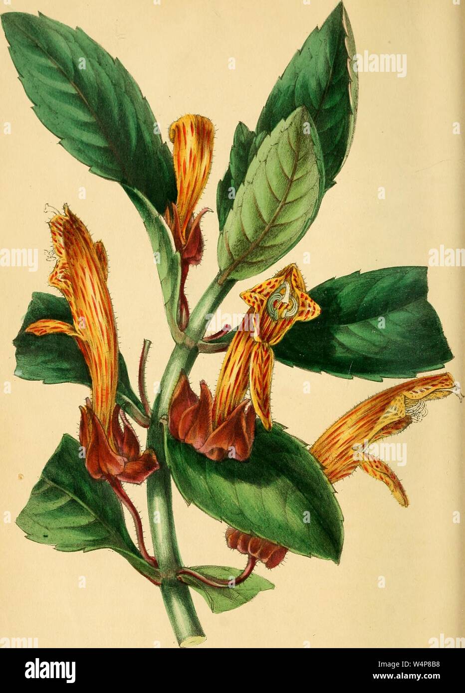 Eingravierte Zeichnung des Herrn Schiede Columnea (Columnea schiediana), aus dem Buch "paxton's Magazine der Botanik' von Sir Joseph Paxton, 1842. Mit freundlicher Genehmigung Internet Archive. () Stockfoto