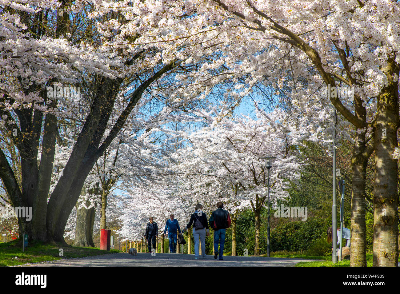 Grugapark in Essen, Deutschland, Frühling, blühende Bäume, alle mit Japanischen können Kirschen, Prunus x yedoensis Stockfoto