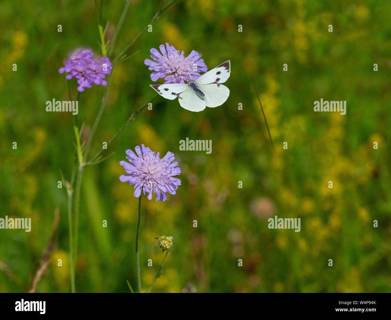 Großer weißer Schmetterling Pieris brassicae im Flug Fütterung auf scabious Blumen in Wilde Blumenwiese Stockfoto