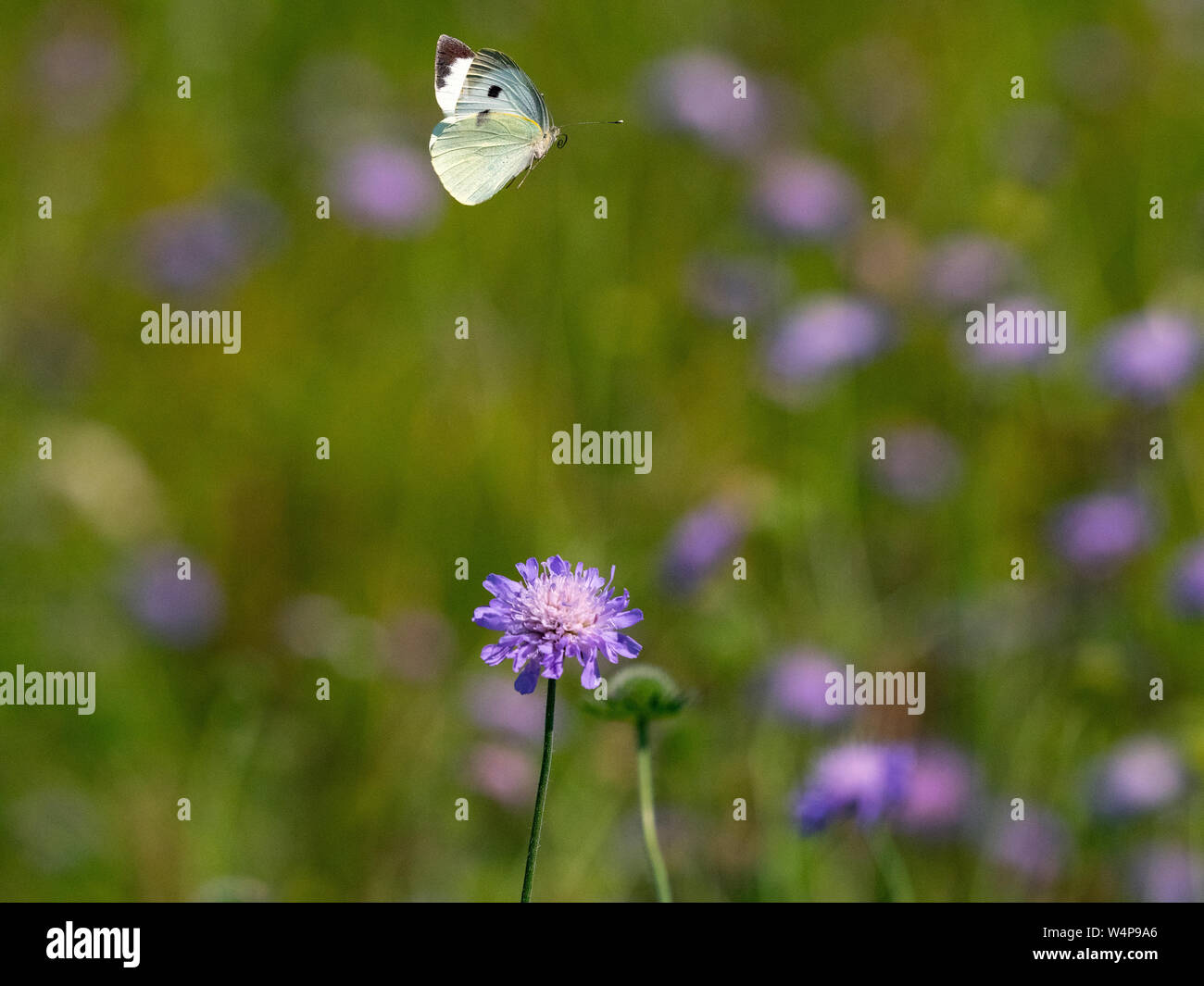 Großer weißer Schmetterling Pieris brassicae im Flug Fütterung auf scabious Blumen in Wilde Blumenwiese Stockfoto