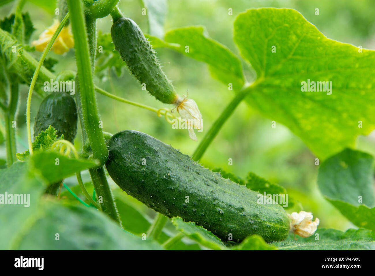 Frische saftige Gurken im Gewächshaus Stockfoto