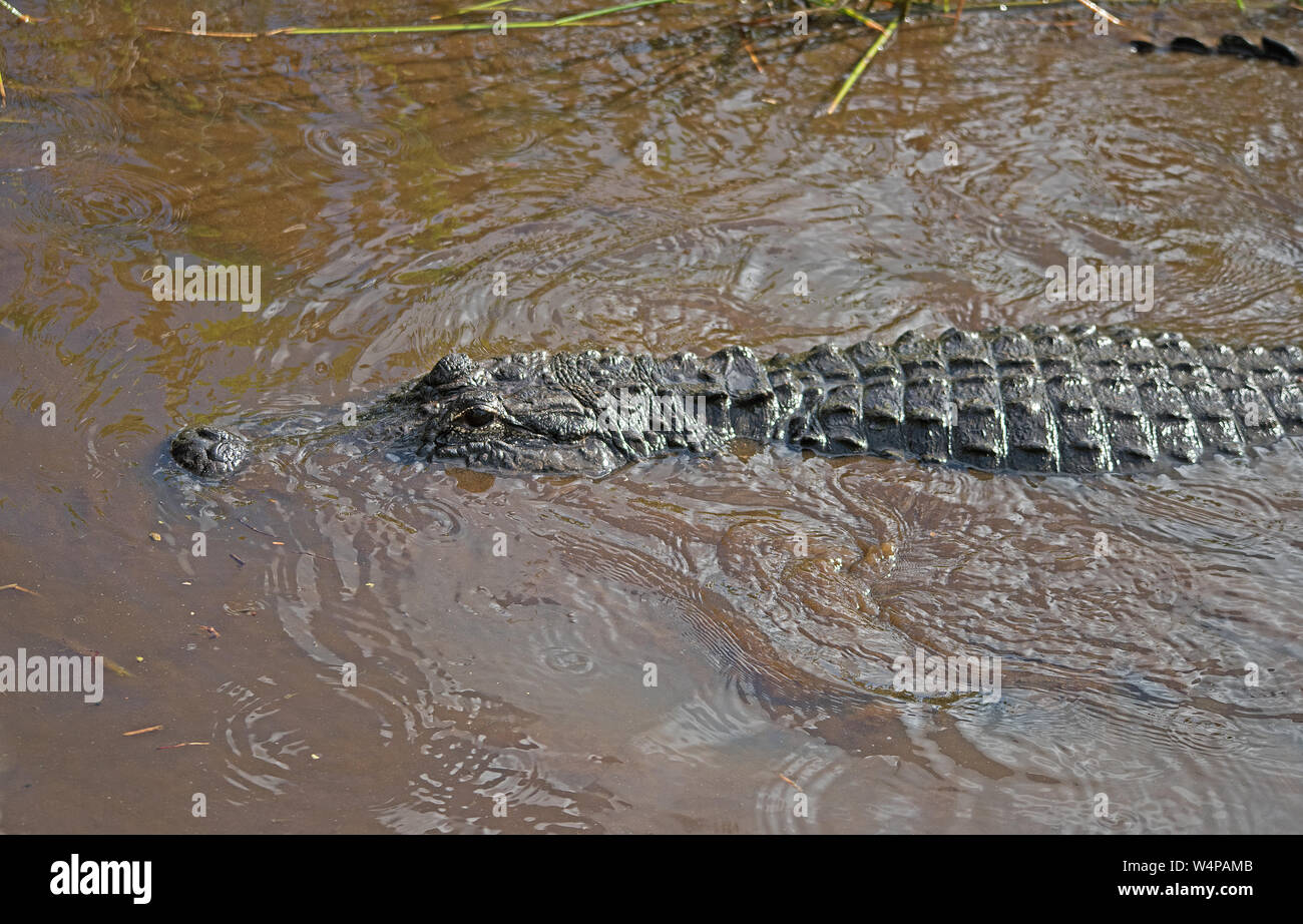 Alligator Stockfoto