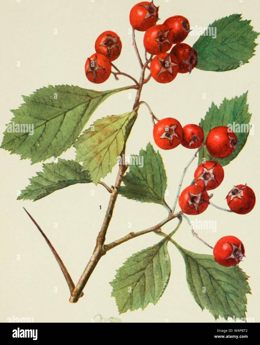 Eingravierte Zeichnung der Lange-Spined Thorn (Crataegus succulenta), aus dem Buch "Addisonia" durch New York Botanical Garden, 1916. Mit freundlicher Genehmigung Internet Archive. () Stockfoto