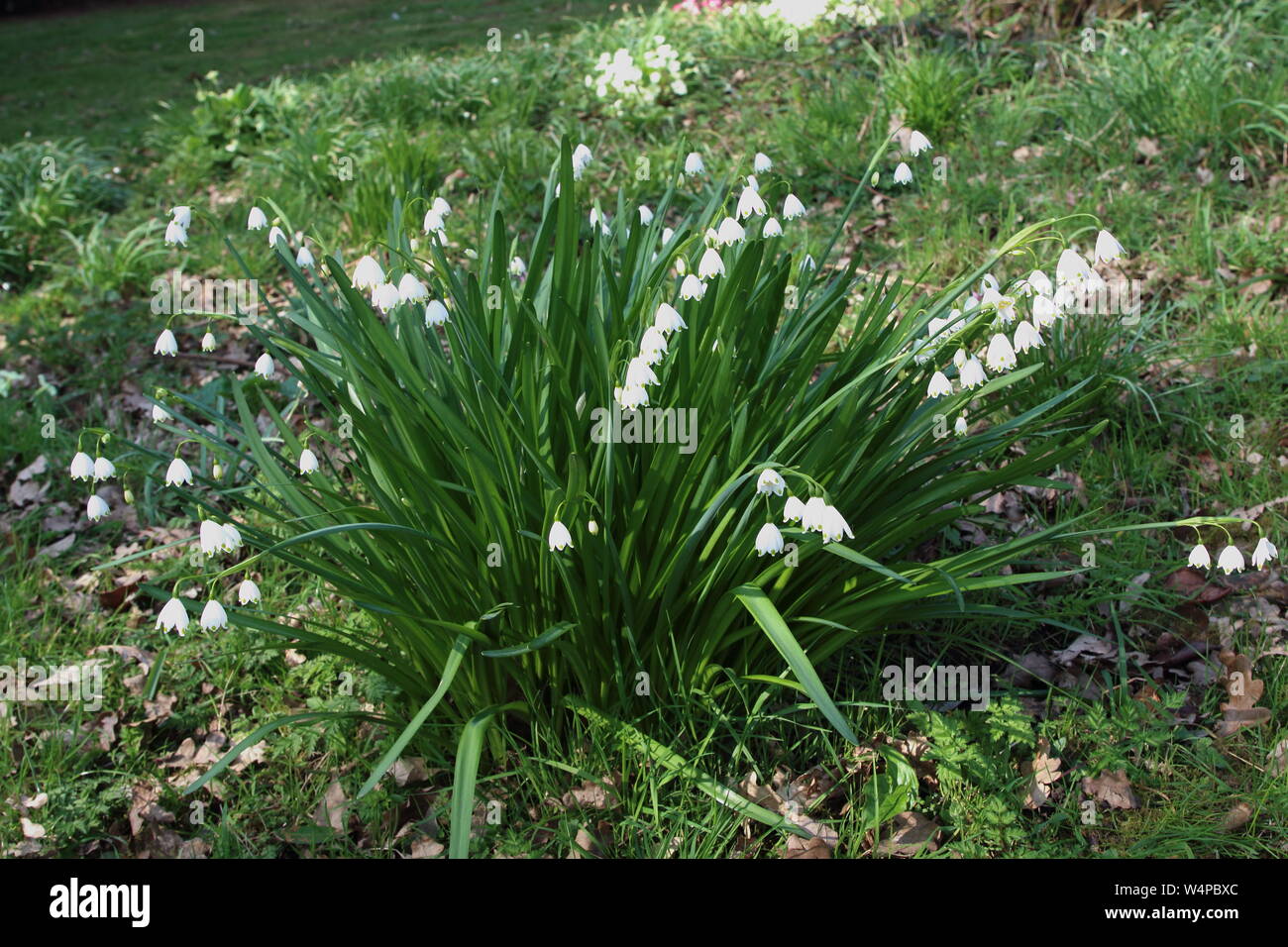 Blume aus zwiebel gewachsen Fotos und Bildmaterial in hoher Auflösung