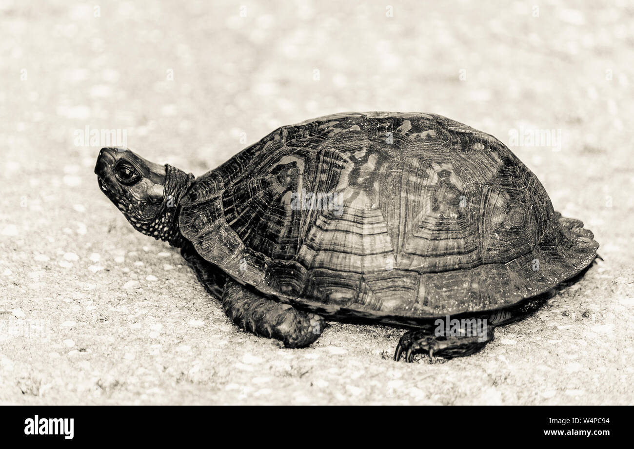 Schildkröte CLOSE UP FOTOGRAFIE Stockfoto