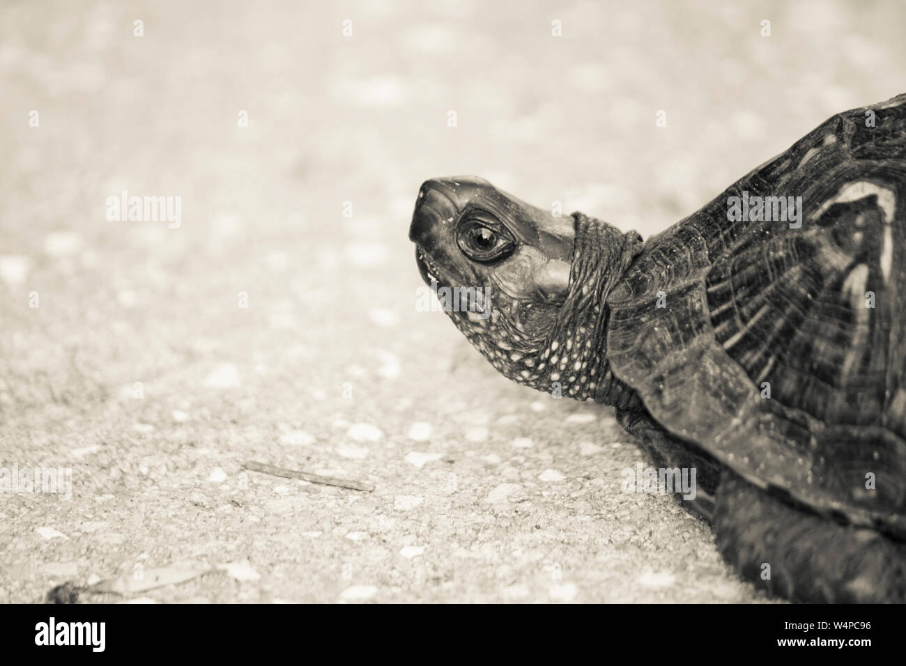 Schildkröte CLOSE UP FOTOGRAFIE Stockfoto