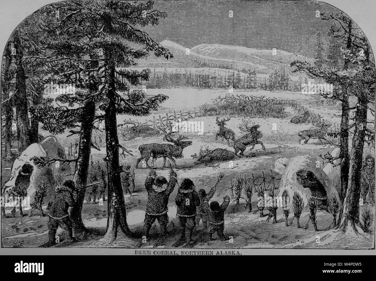 Eingravierte Zeichnung des deer Coral im nördlichen Alaska, aus dem Buch "Der Frozen Zone und ihre Entdecker von Alexander Hyde und Abraham Chittenden Baldwin, 1874. Mit freundlicher Genehmigung Internet Archive. () Stockfoto