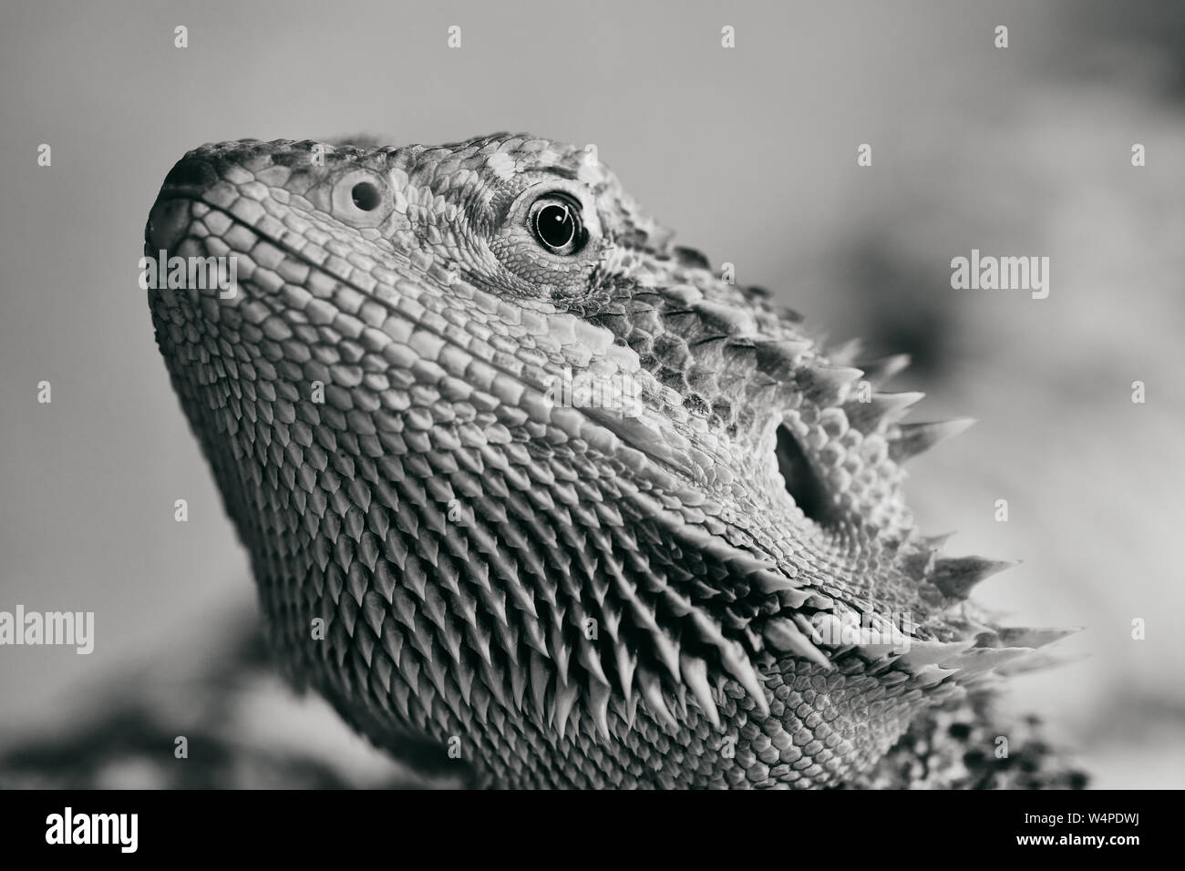 Die Hälfte Porträt eines weiblichen Bartagamen, Makro Schwarzweiß-Bild Stockfoto