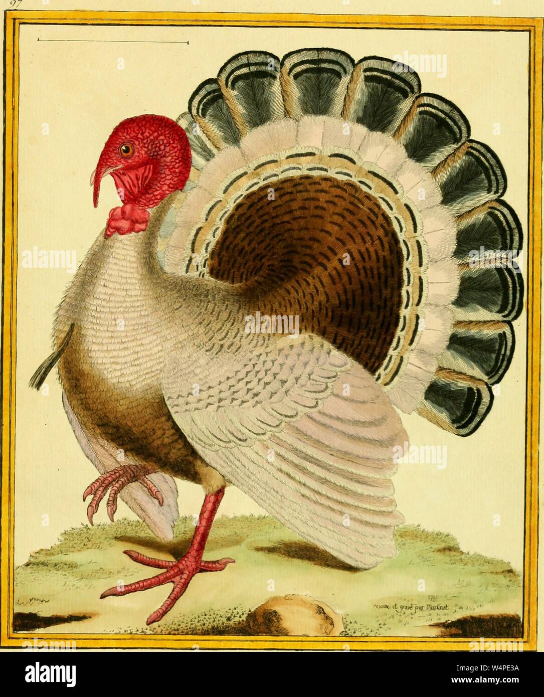 Eingravierte Zeichnung der inländischen Truthahn (Meleagris gallopavo), aus dem Buch "Planches Enluminees d'histoire naturelle" von Francois Nicolas Martinet, Louis-Jean-Marie Daubenton und Edme-Louis Daubenton, 1765. Mit freundlicher Genehmigung Internet Archive. () Stockfoto