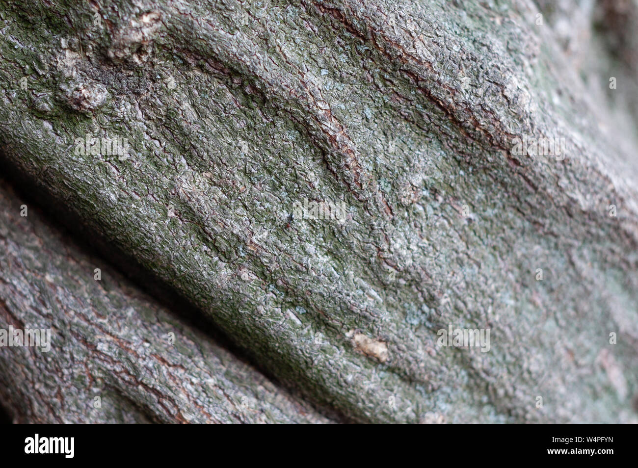 Gestreifte geprägte Struktur des braunen Holz- Rinde. Grüne lichened Oberfläche eines Baumes, Weichzeichner, close-up Stockfoto