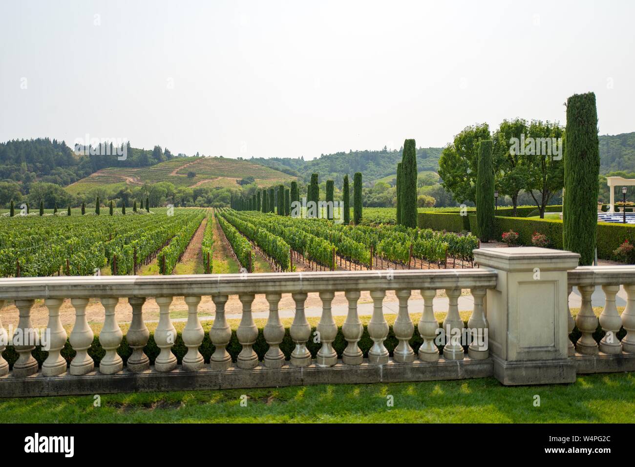 Terrasse führt zu Reihen von Weinreben an Ferrari-Carano Weinberge im Sonoma County Wine Country, Healdsburg, California, 24. August 2018. () Stockfoto